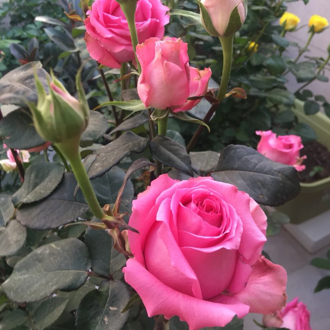 Shanghai Lady Rose