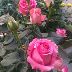 Shanghai Lady Rose