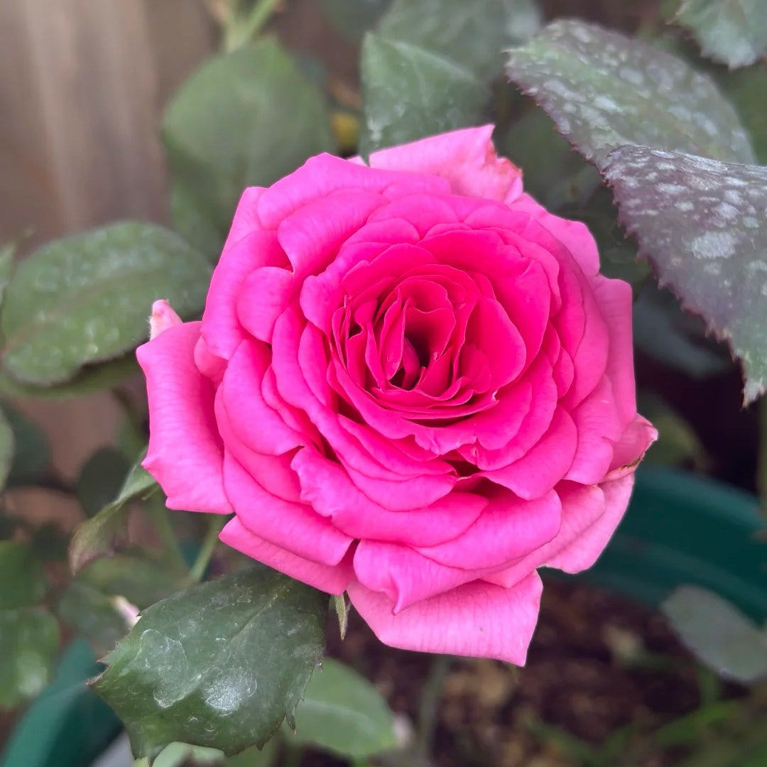 Shanghai Lady Rose