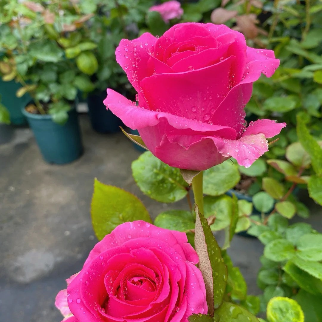Shanghai Lady Rose
