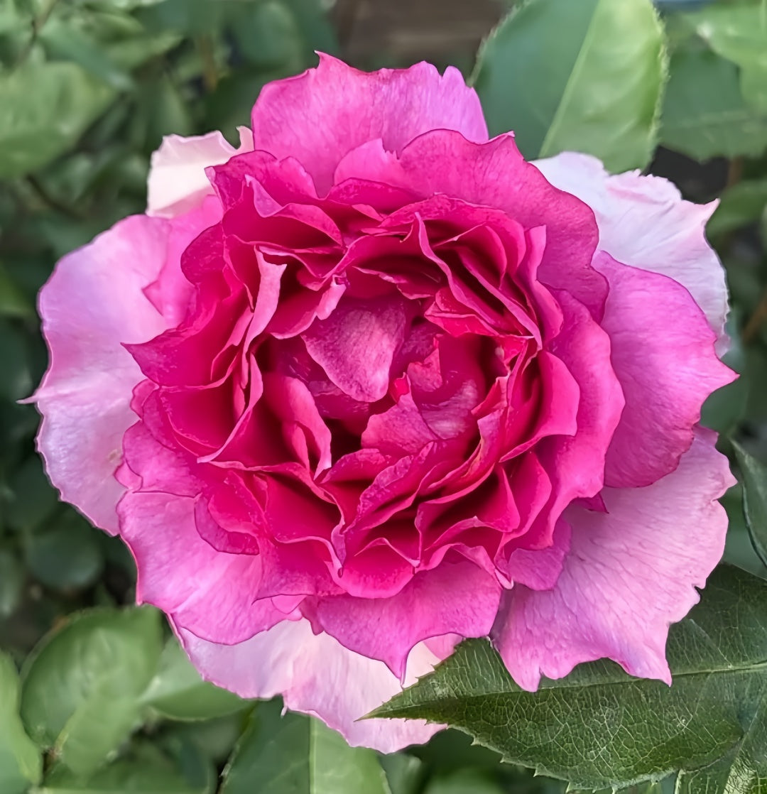 【ROSE☆ROSE】【2点まとめ】 SPJ067, Sheherazad 天方夜谭, Japanese Floribunda Rose