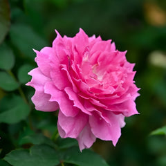 Sheherazade Rose