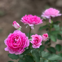 Sheherazade Rose