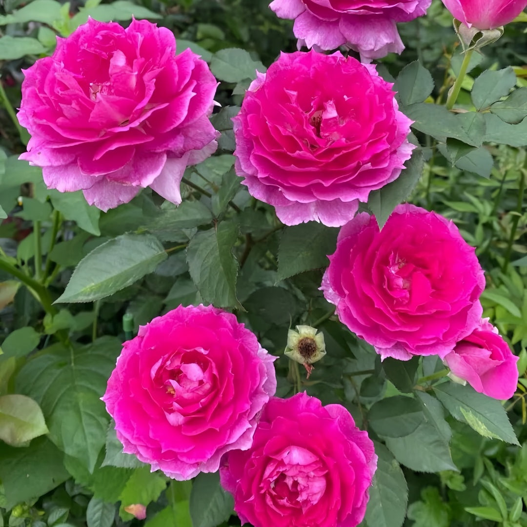 Sheherazade Rose