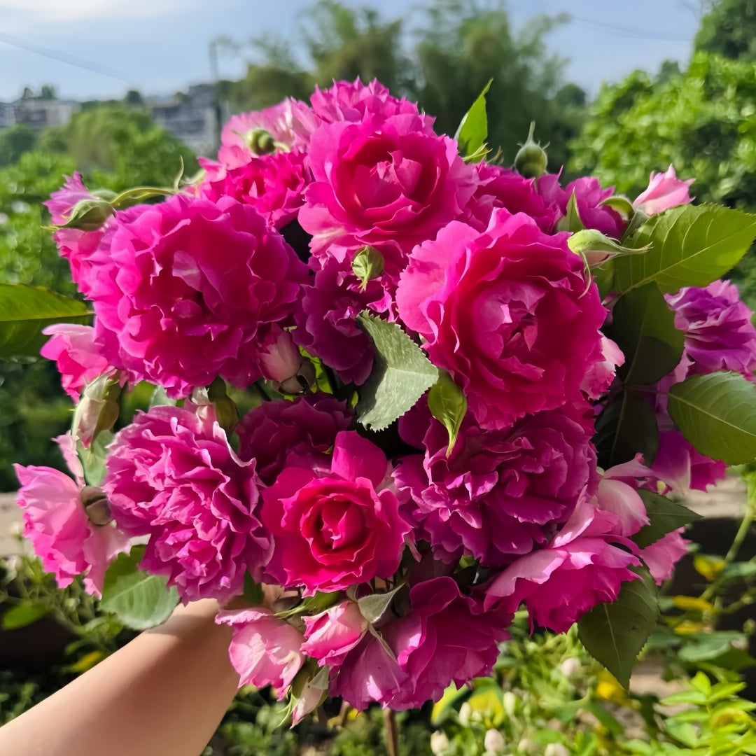 Sheherazade Rose