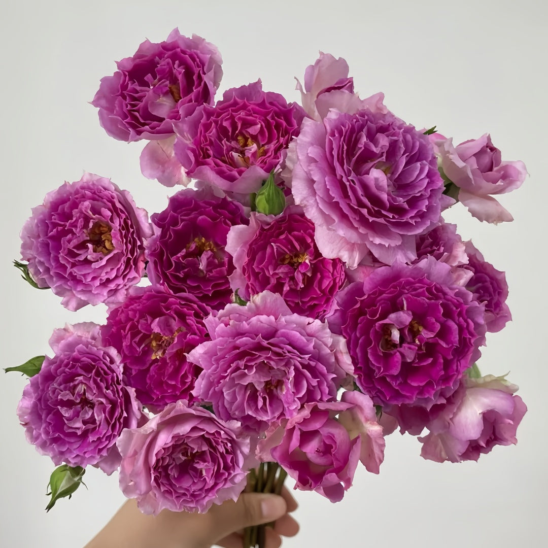 Sheherazade Rose-天方夜谭｜Japanese Shrub Rose – Ergongzy Roses