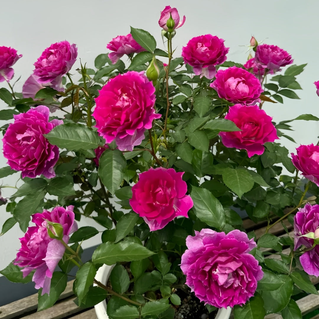 【ROSE☆ROSE】【2点まとめ】 SPJ067, Sheherazad 天方夜谭, Japanese Floribunda Rose