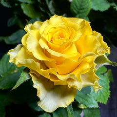 Shell Rose