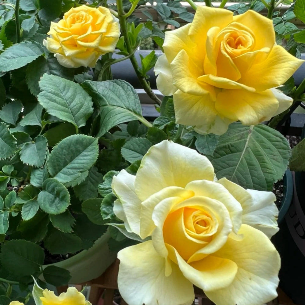 Shell Rose