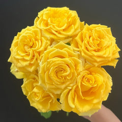 Shell Rose