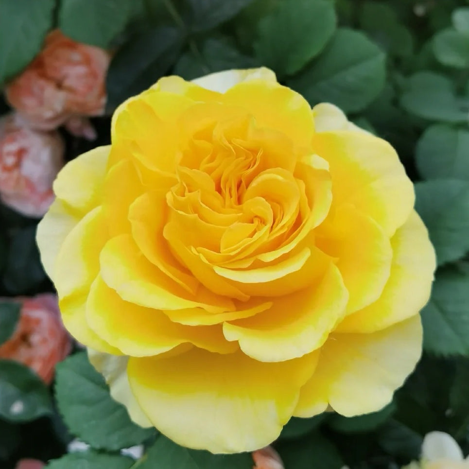 Shell Rose