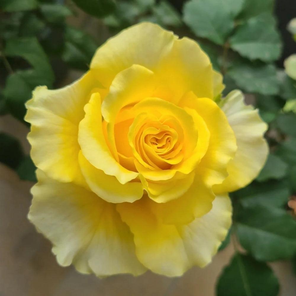 Shell Rose