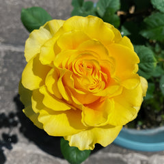Shell Rose