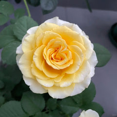 Shell Rose