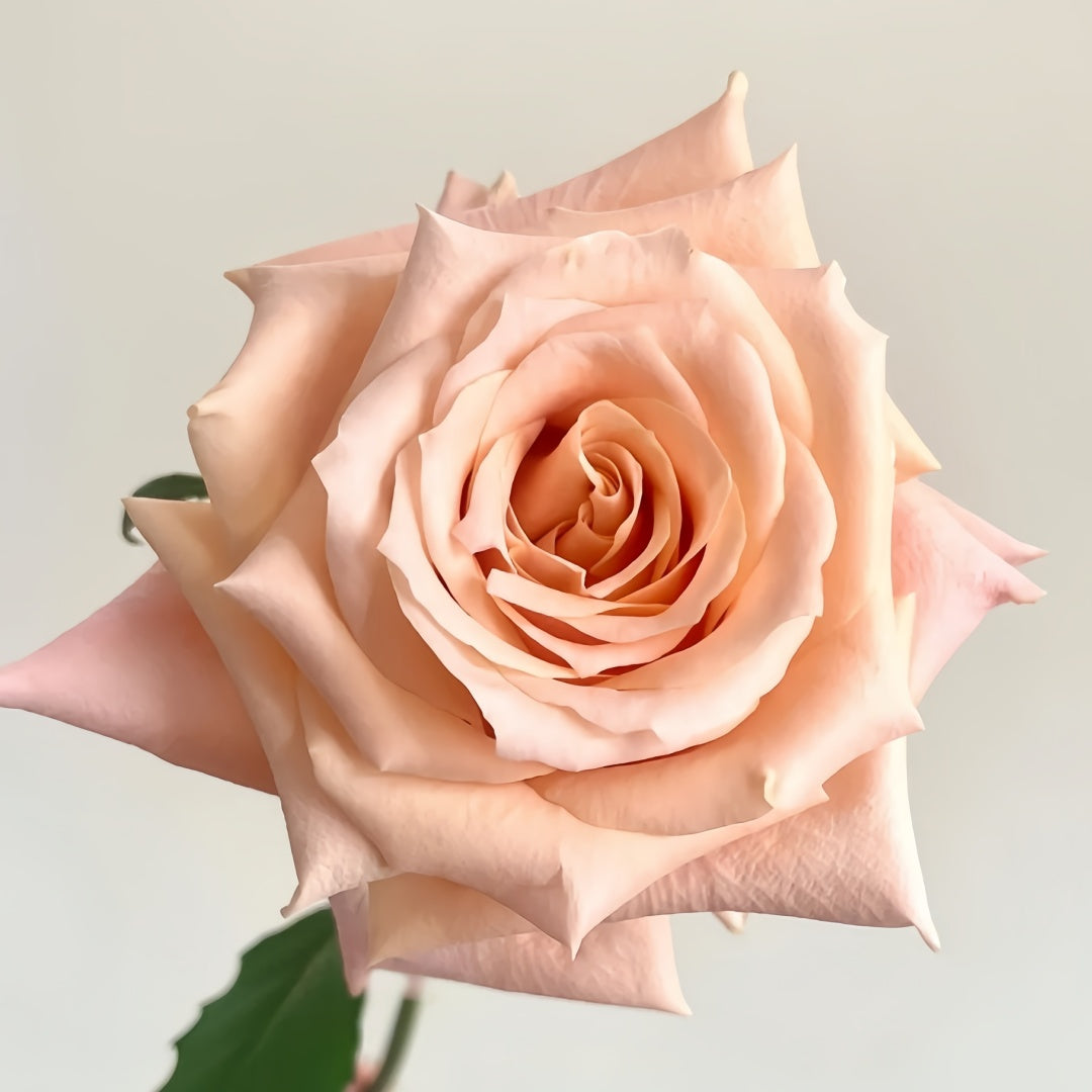 Shimmer rose