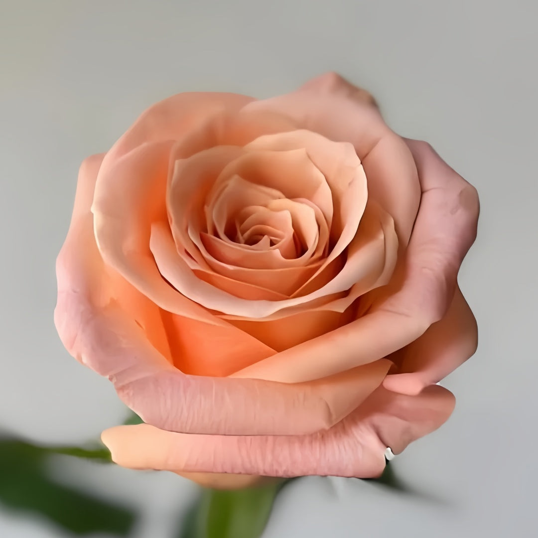 Shimmer rose