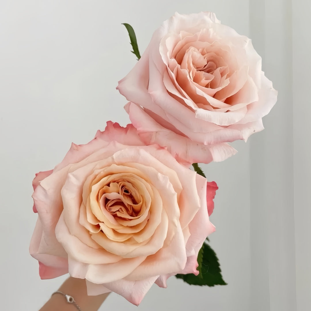 Shimmer rose