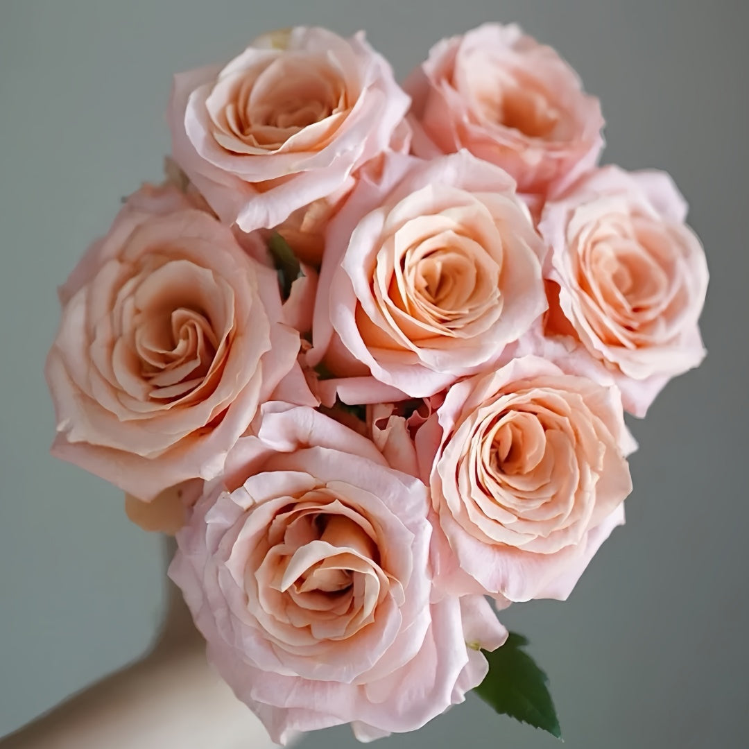 Shimmer rose
