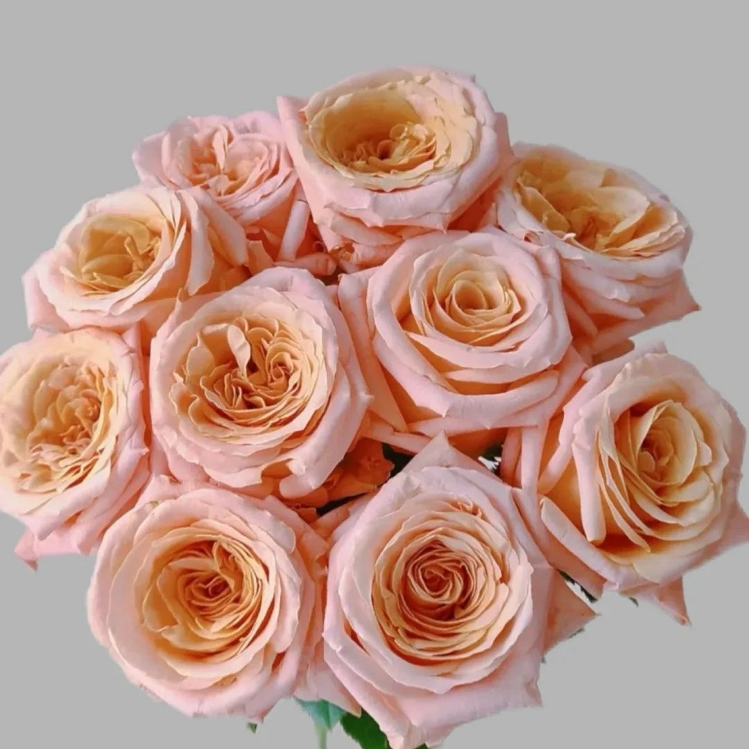 Shimmer rose