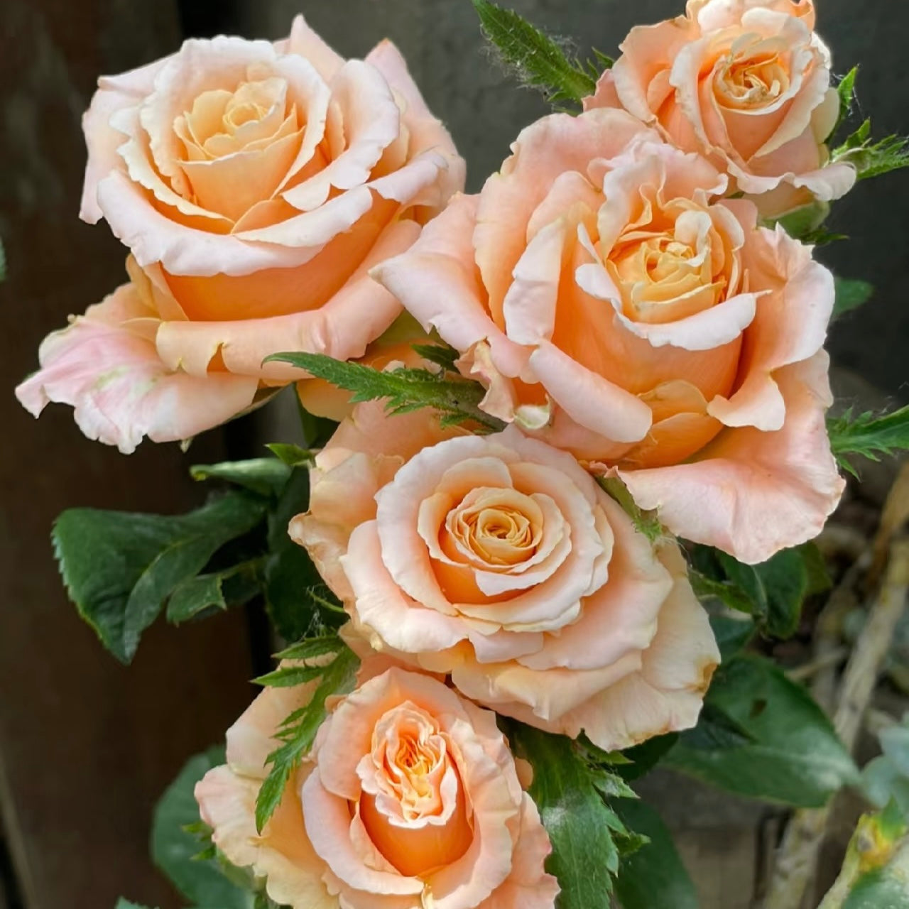 Shimmer rose