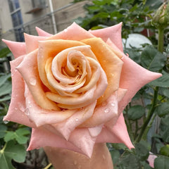 Shimmer rose-微光｜Germany Cut Rose – Ergongzy Roses
