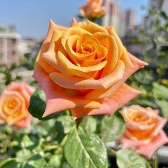 シナリー　ROSE 5500 シナリーROSE 5500