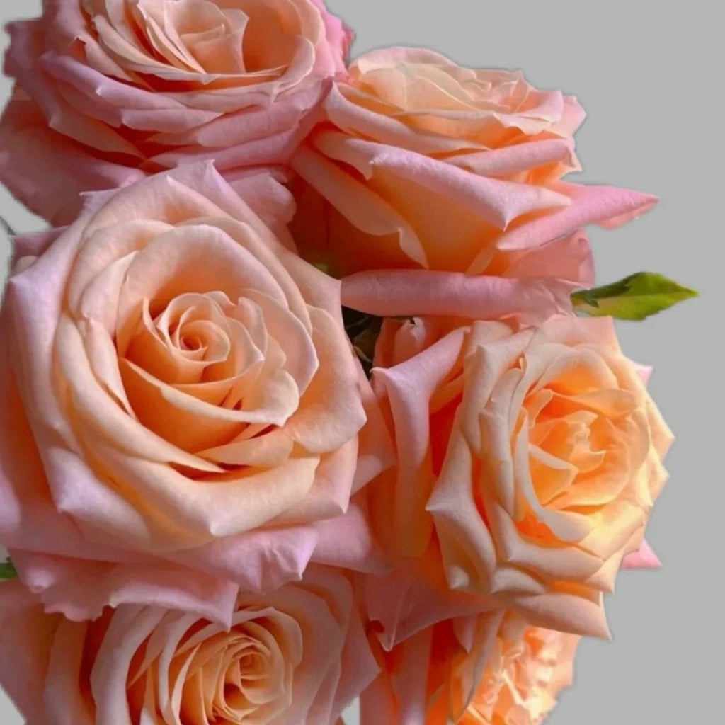 Shimmer rose-微光｜Germany Cut Rose – Ergongzy Roses