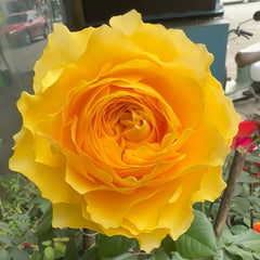 Shining smile Rose