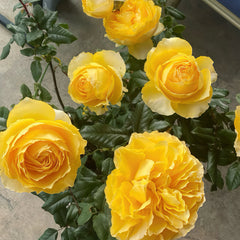 Shining smile Rose