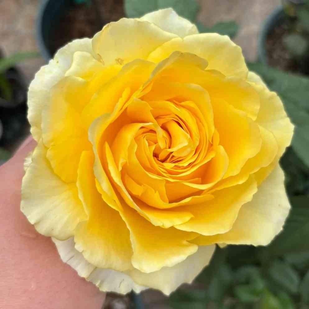 Shining smile Rose