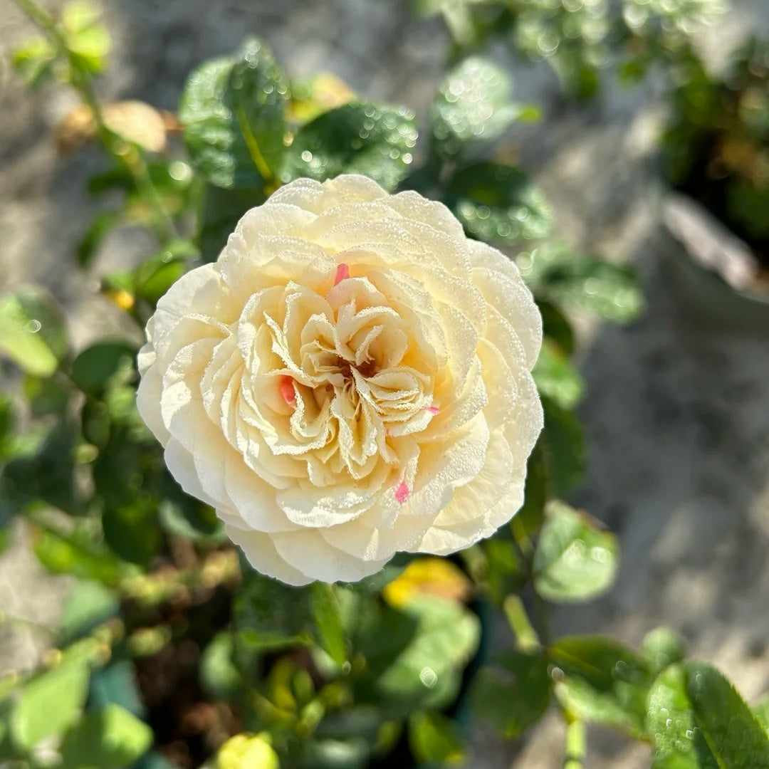Shiratama Rose