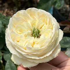 Shiratama Rose