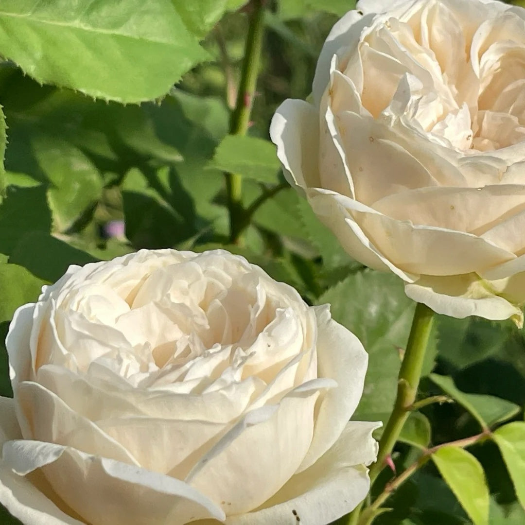 Shiratama Rose