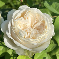 Shiratama Rose