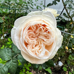 Shiratama Rose