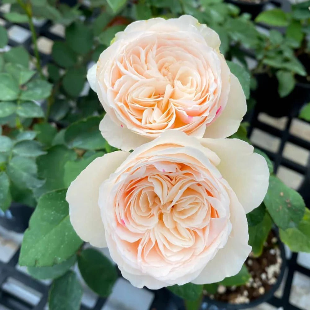 Shiratama Rose