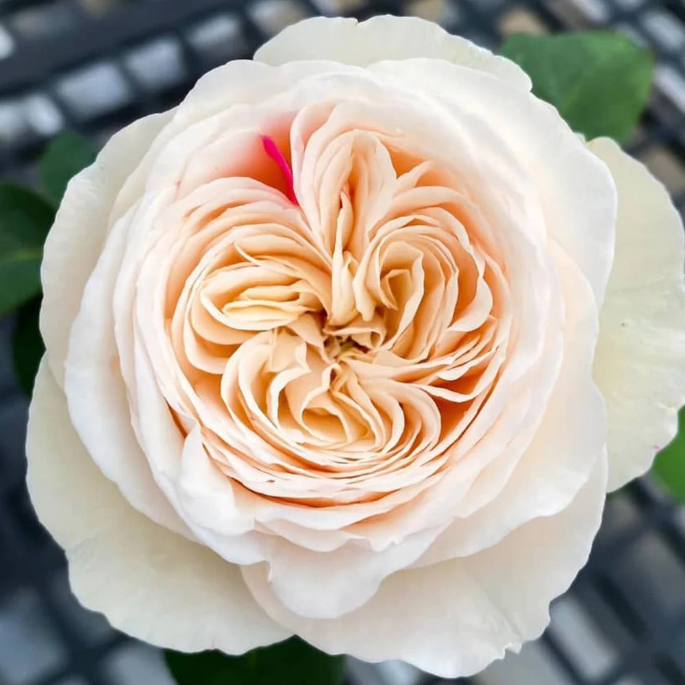 Shiratama Rose