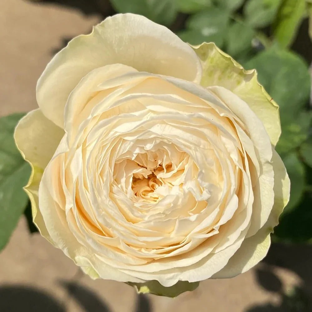 Shiratama Rose