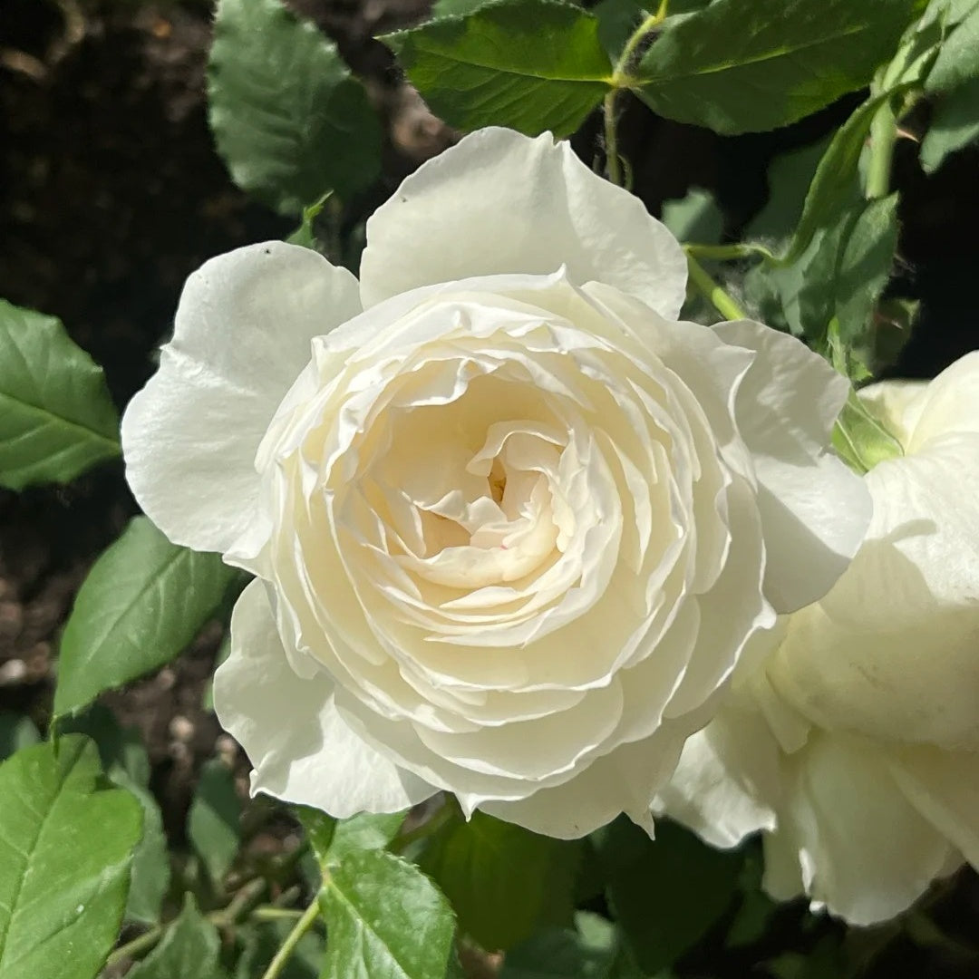 Shizuku Rose-心之水滴｜Japanese Shrub rose – Ergongzy Roses