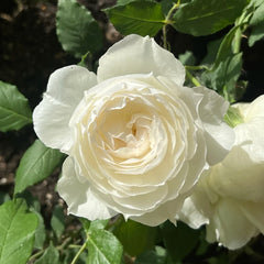 Shizuku Rose