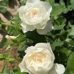 Shizuku Rose
