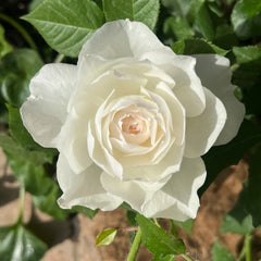 Shizuku Rose