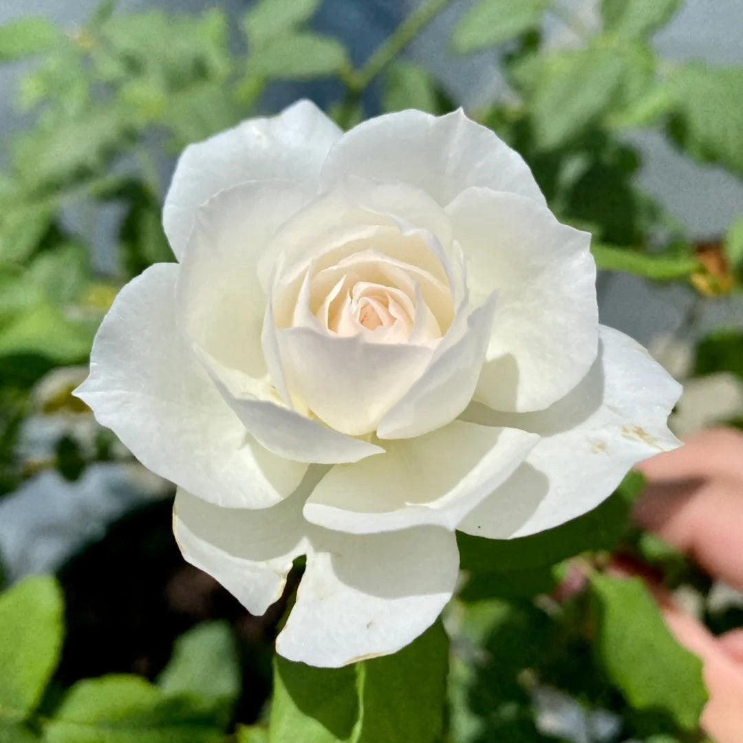 Shizuku Rose