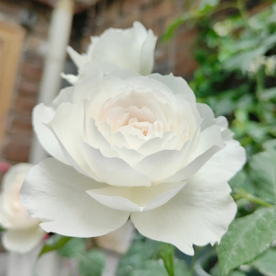 Shizuku Rose
