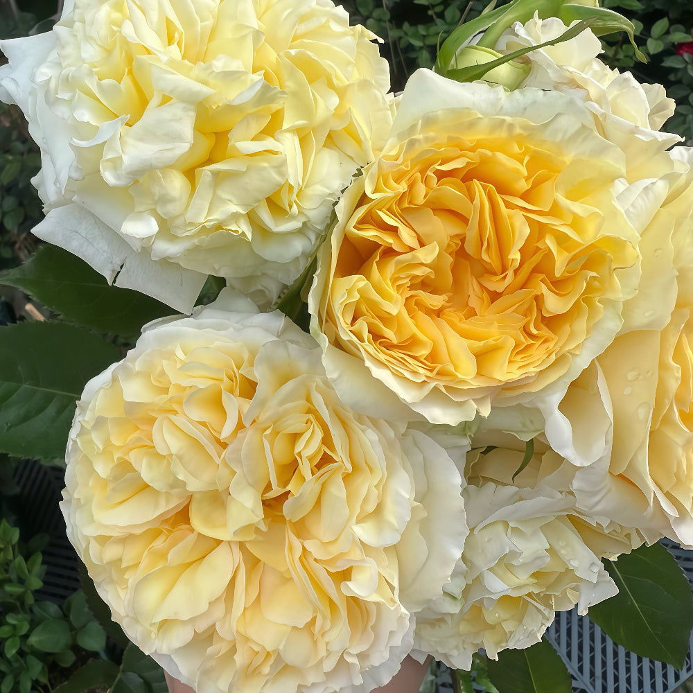 Sicilienne Rose