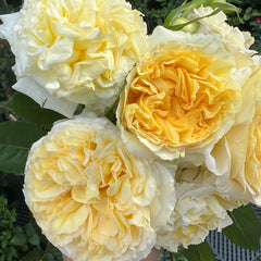 Sicilienne Rose