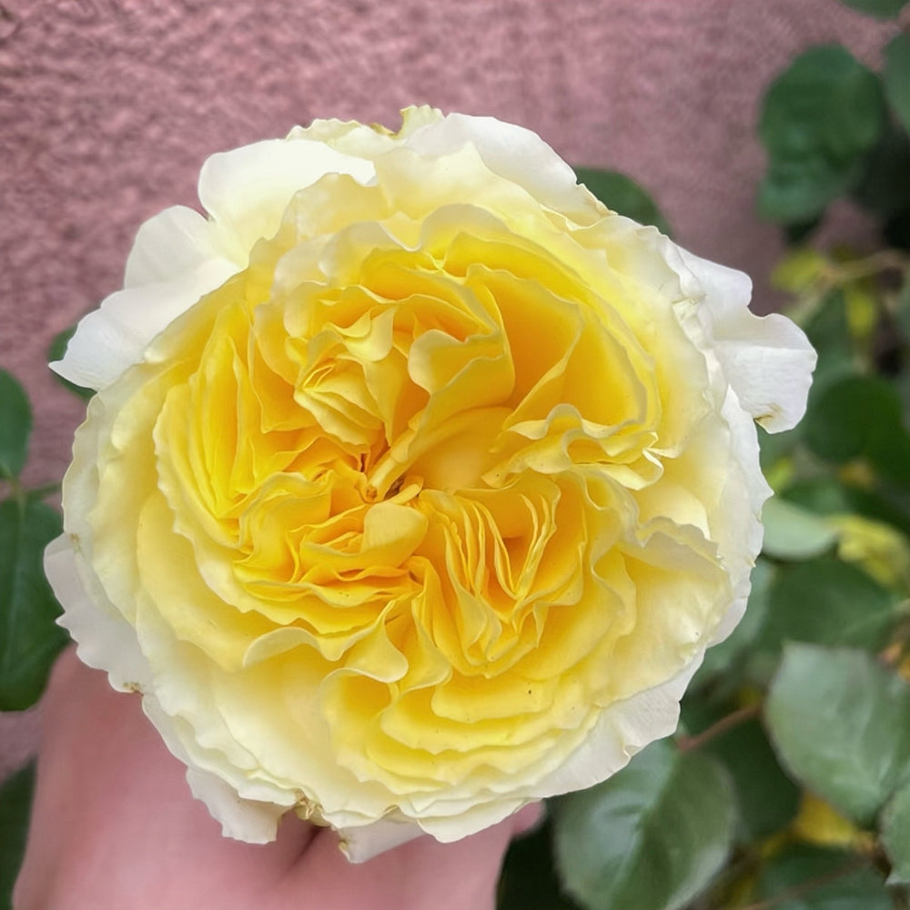 Sicilienne Rose