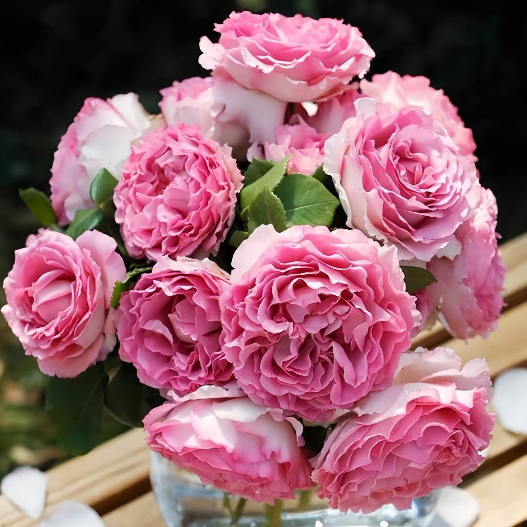Silk Garment Rose-罗衣｜Chinese Climbing Rose