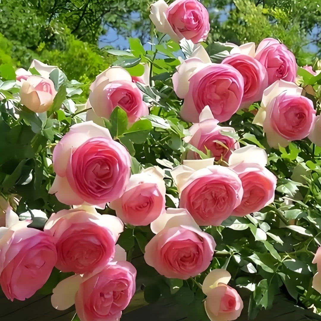Silk Garment Rose-罗衣｜Chinese Climbing Rose