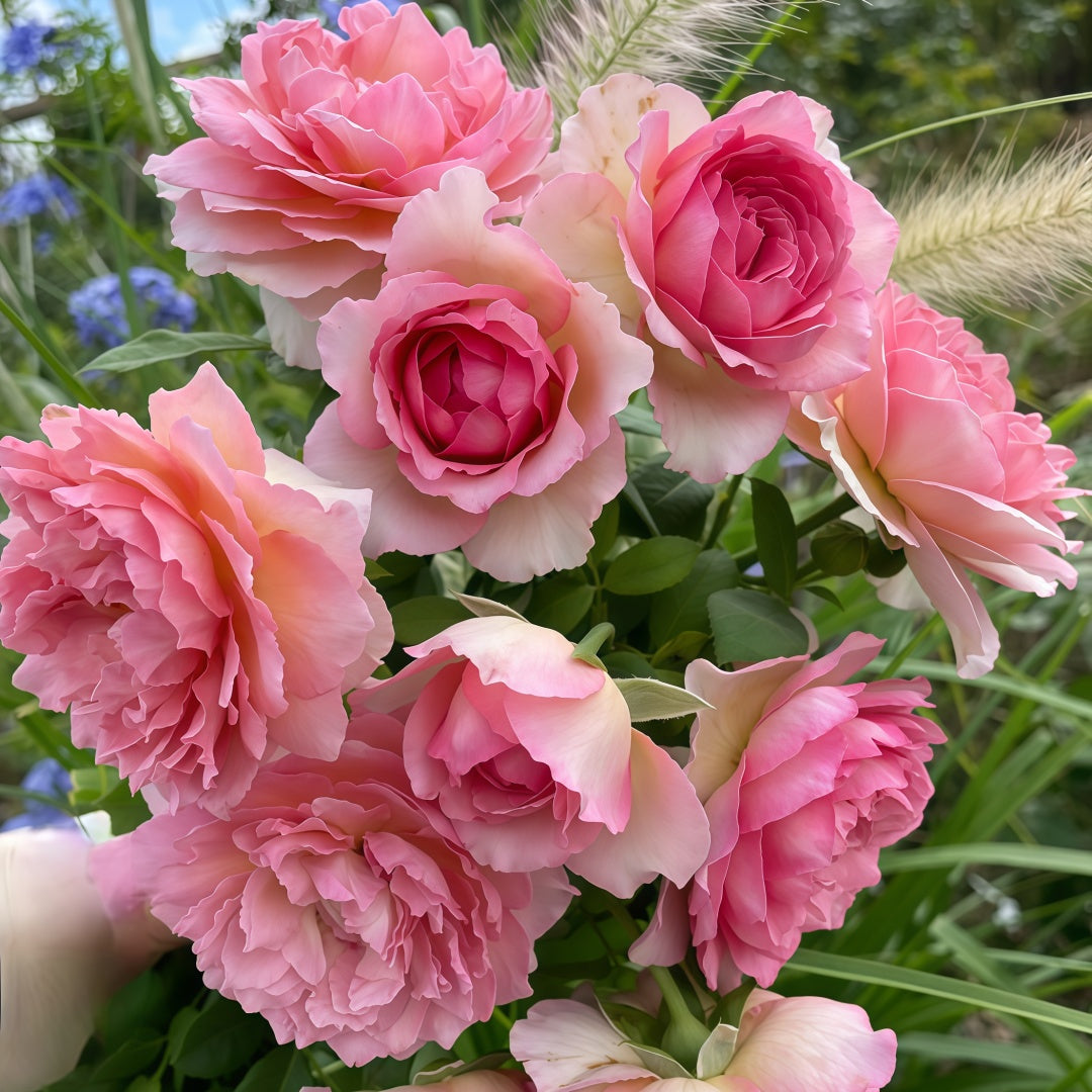 Silk Garment Rose